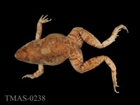 藏品(澤蛙)的圖片